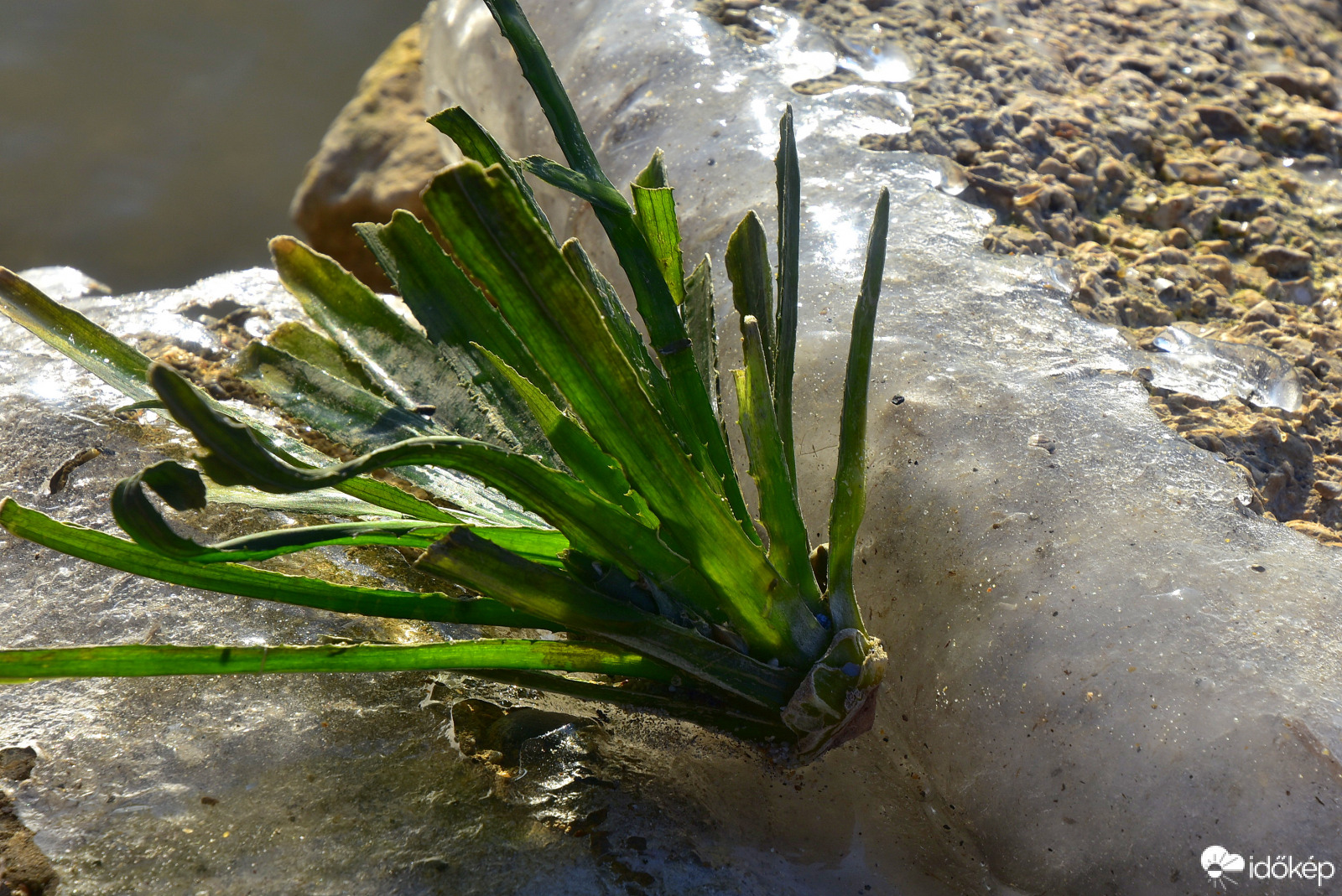 Partra vetett 02.13.