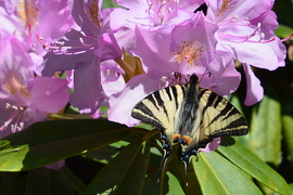 Rododendron virágzás a Jeli Arborétumban 05.01.