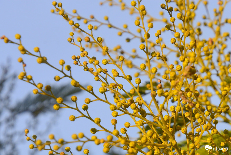 Ezüst akácia 02.17.