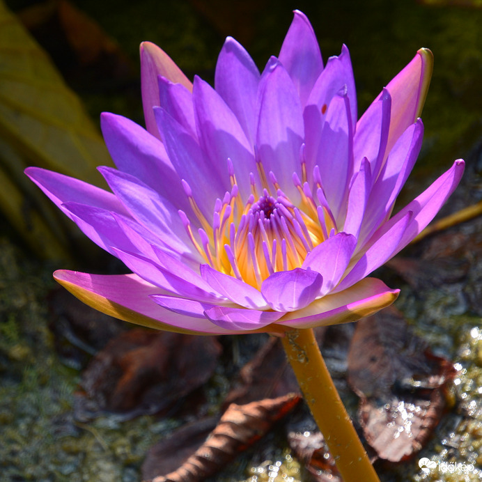 Hévízi tavirózsa 08.31.