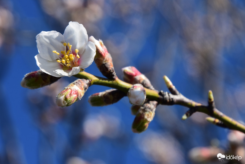Szirmaikat bontják a Balatongyöröki mandulafák