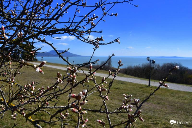 Szirmaikat bontják a Balatongyöröki mandulafák