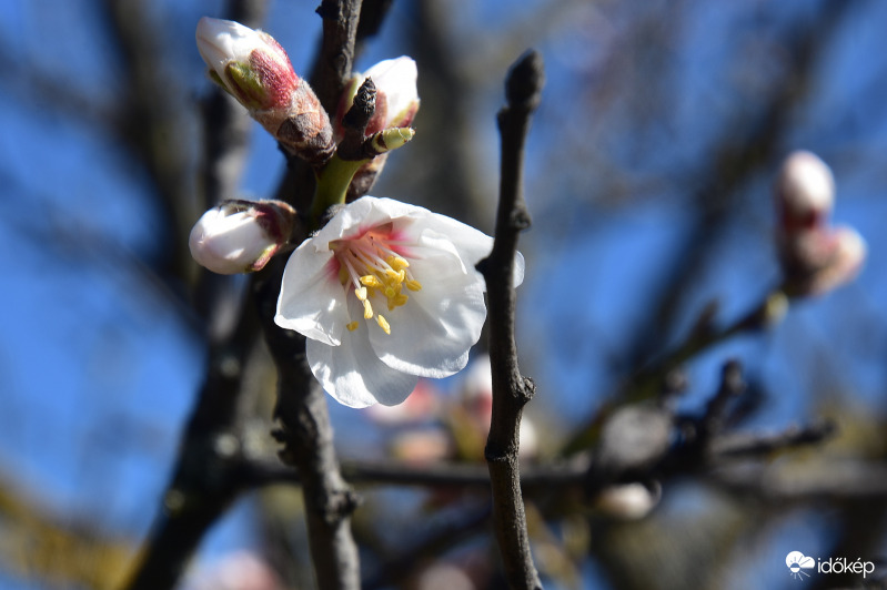 Szirmaikat bontják a Balatongyöröki mandulafák