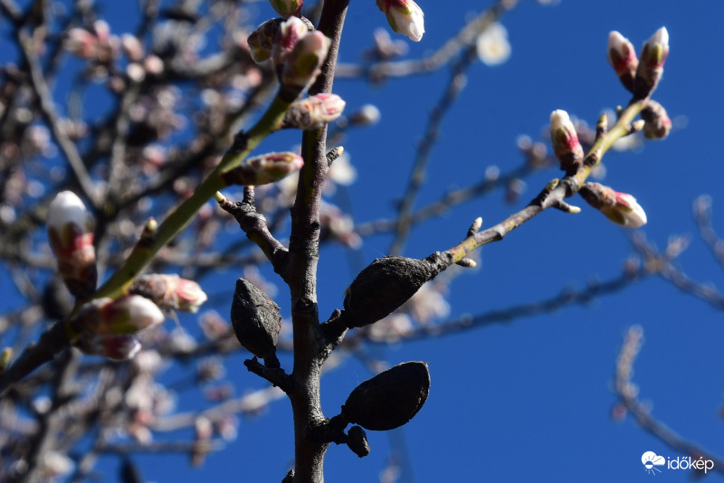 Szirmaikat bontják a Balatongyöröki mandulafák