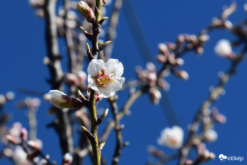 Szirmaikat bontják a Balatongyöröki mandulafák