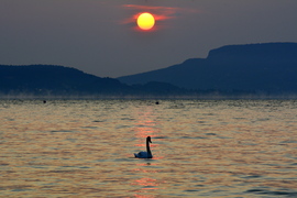 Hattyú a napkeltében 06.10.