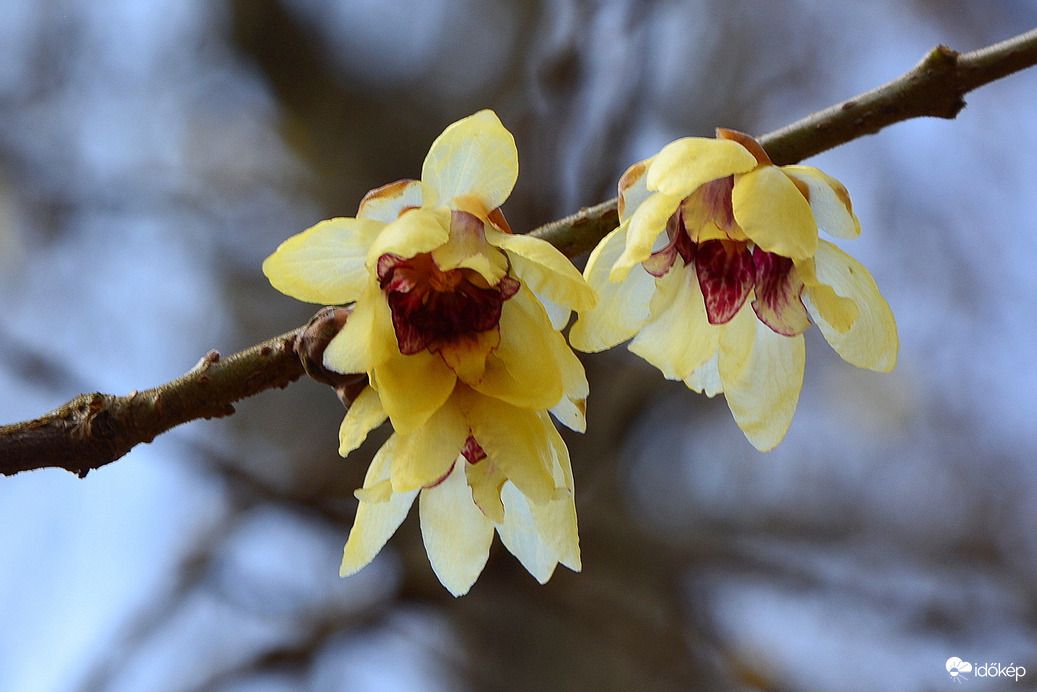 Illatos tündérfa virága