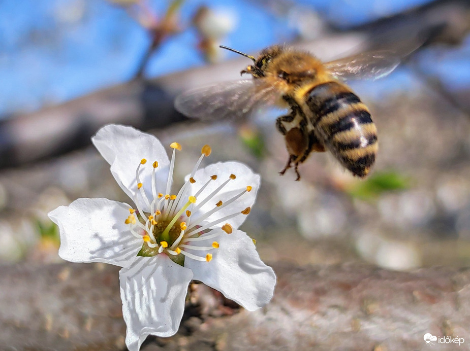 Már a méhek is szorgoskodnak 03.21.
