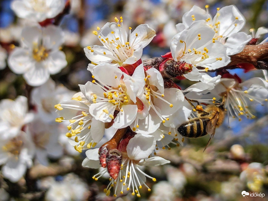 Kajszibarack ág 03.21.