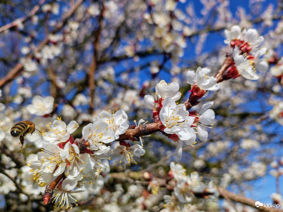 Virágba borult kajszibarack 03.21.