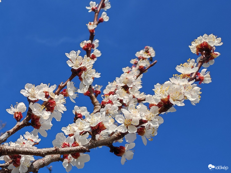 Kajszibarack ág 03.21.