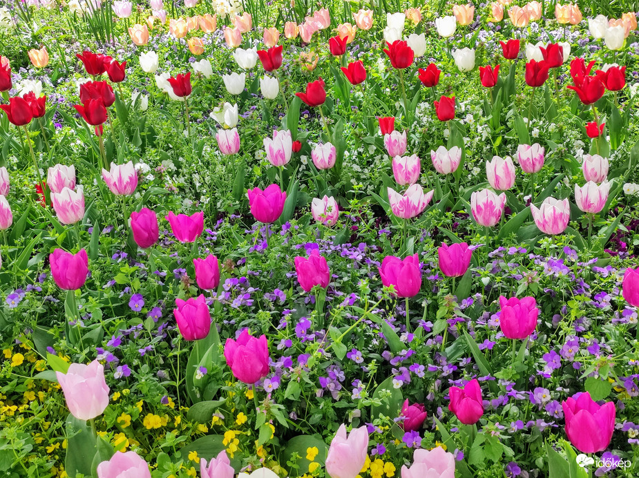 Tulipánok 04.14.