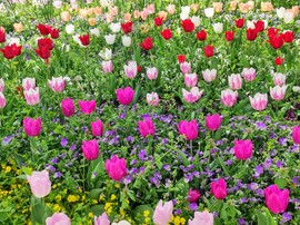 Tulipánok 04.14.