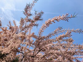 Korai Tamariska 04.26.