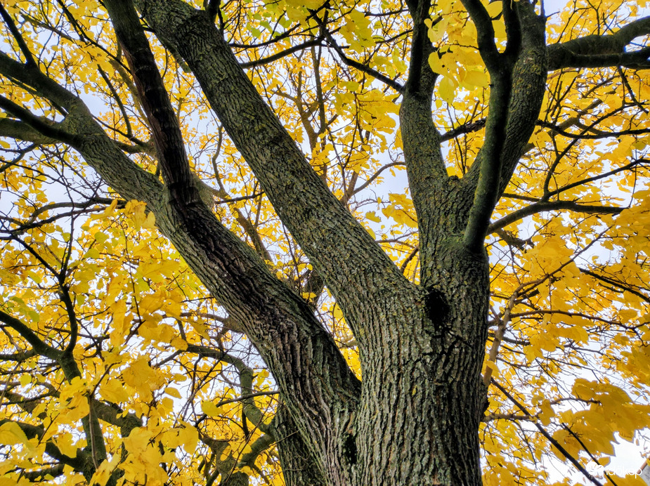 Hull az elsárgult levél 10.16.