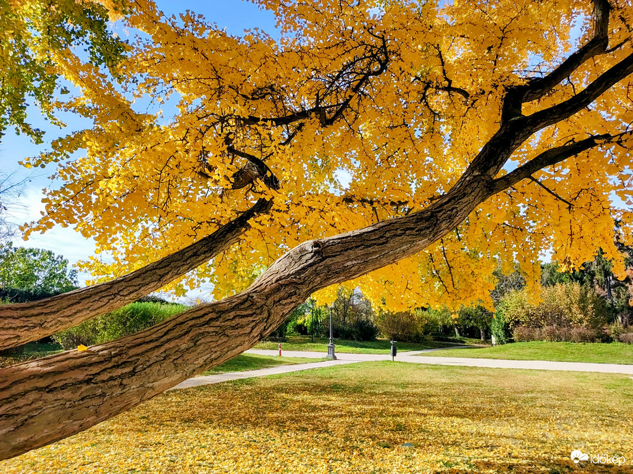 Gyönyörű őszi 11.02.