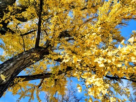 Gyönyörű őszi 11.02.