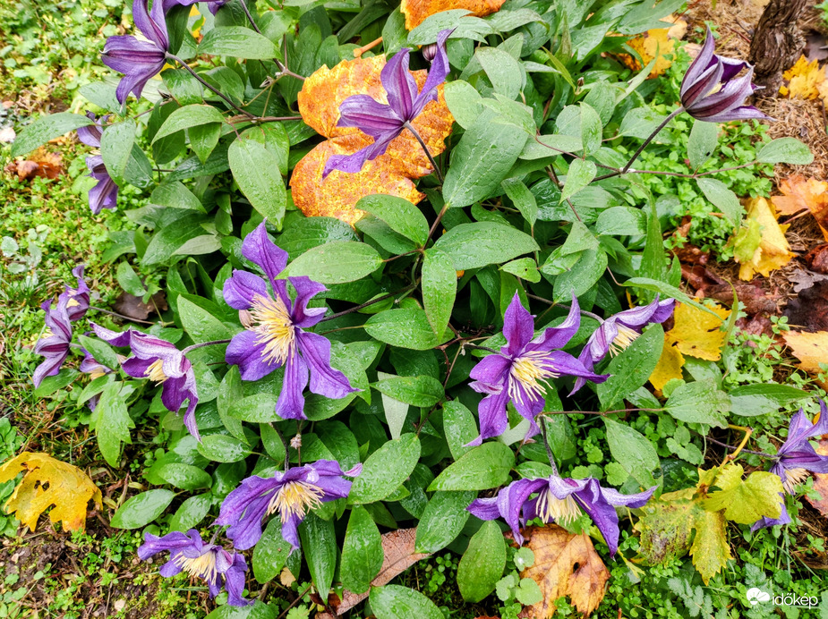 Novemberi klematisz 