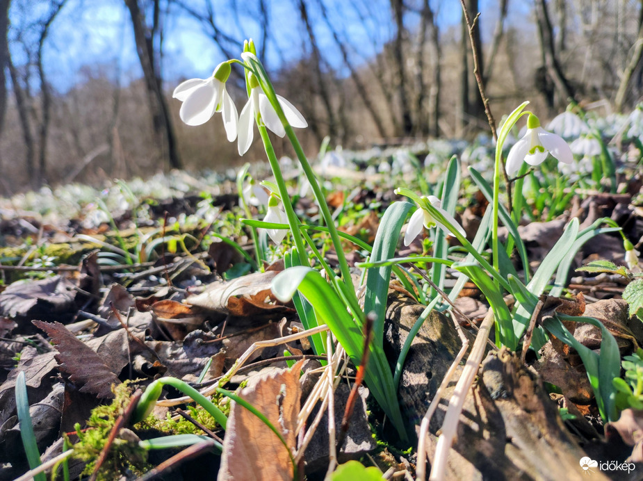 A tavasz hirnokei 02.25.