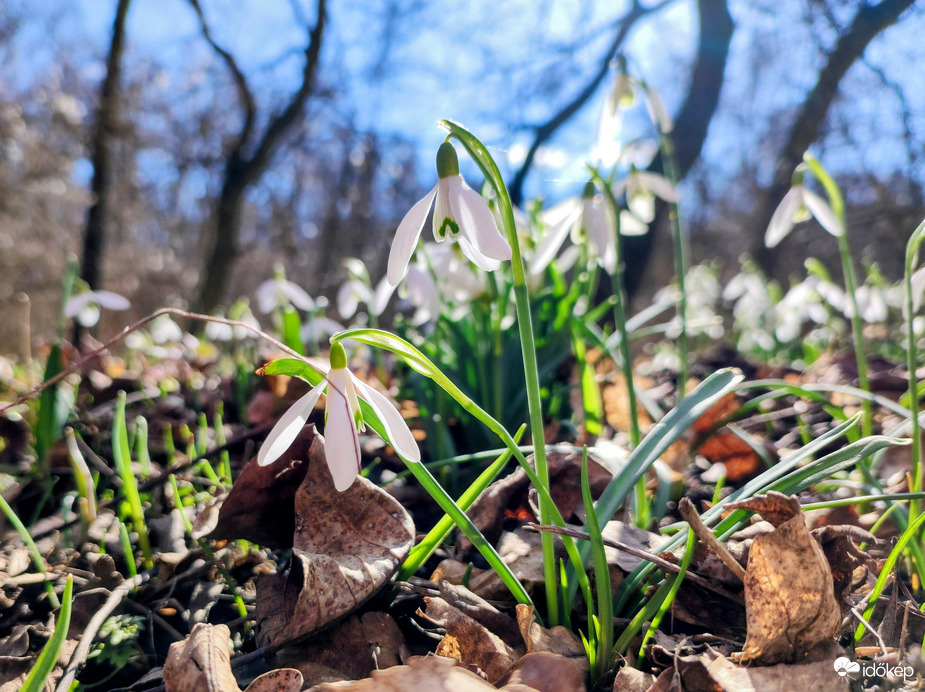 A tavasz hirnokei 02.25.