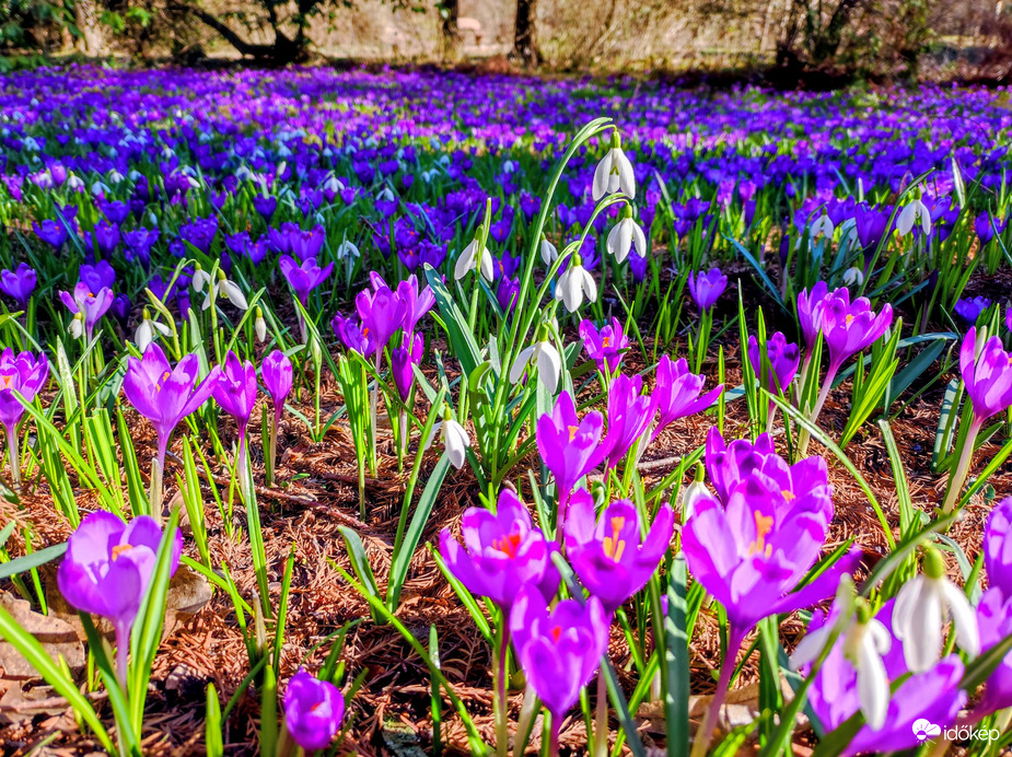 Virágszőnyeg 02.27.