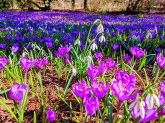 Virágszőnyeg 02.27.