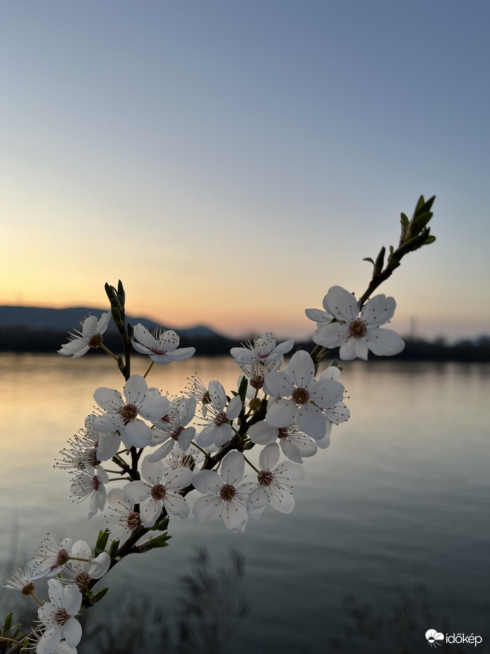 Virágzó Dunapart