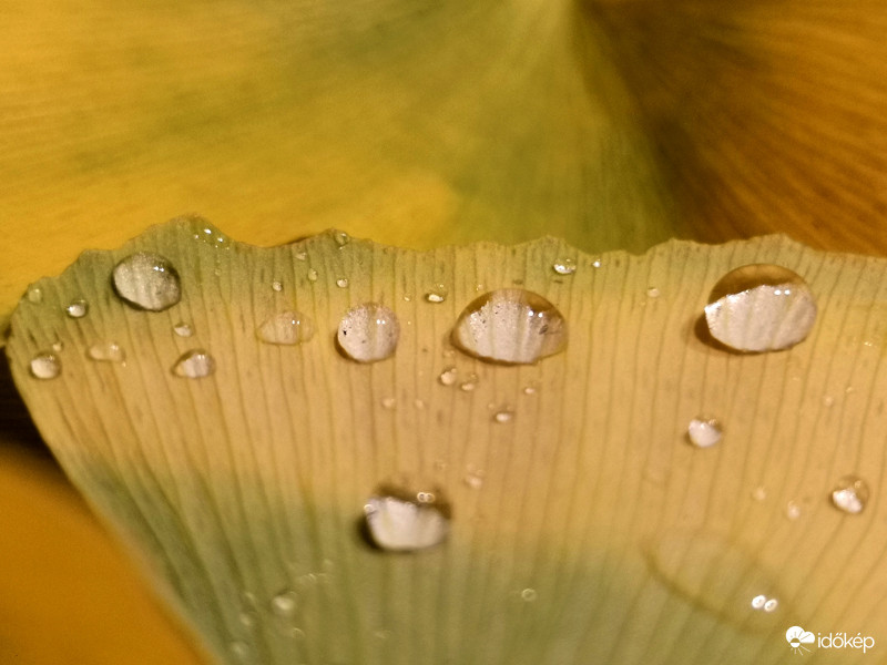 Csodás páfrányfenyő