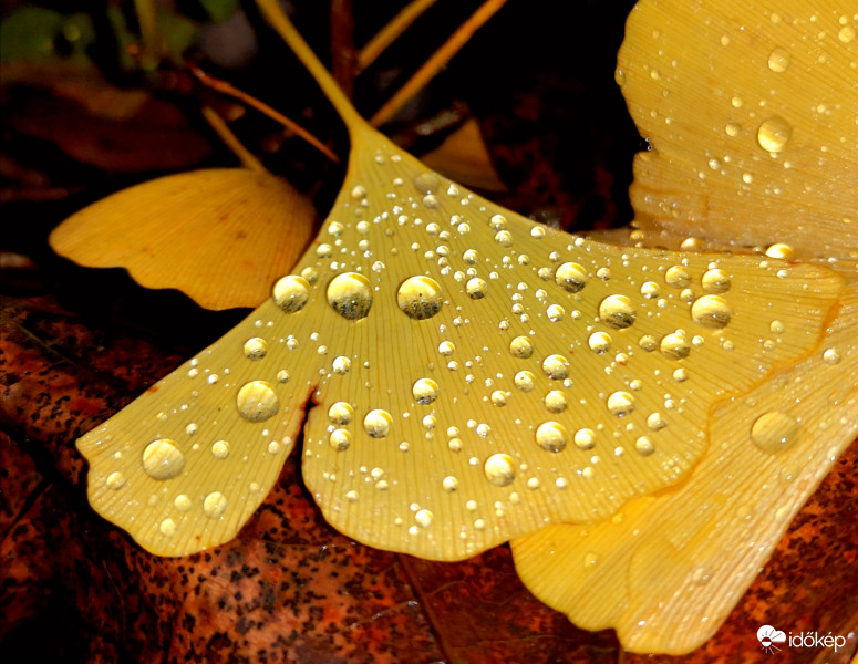 Igazgyöngyökre leltem...