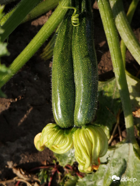 Cukkini ikrek most...