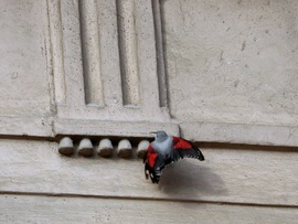 Hajnalmadár, a Vigadó tér látogatója
