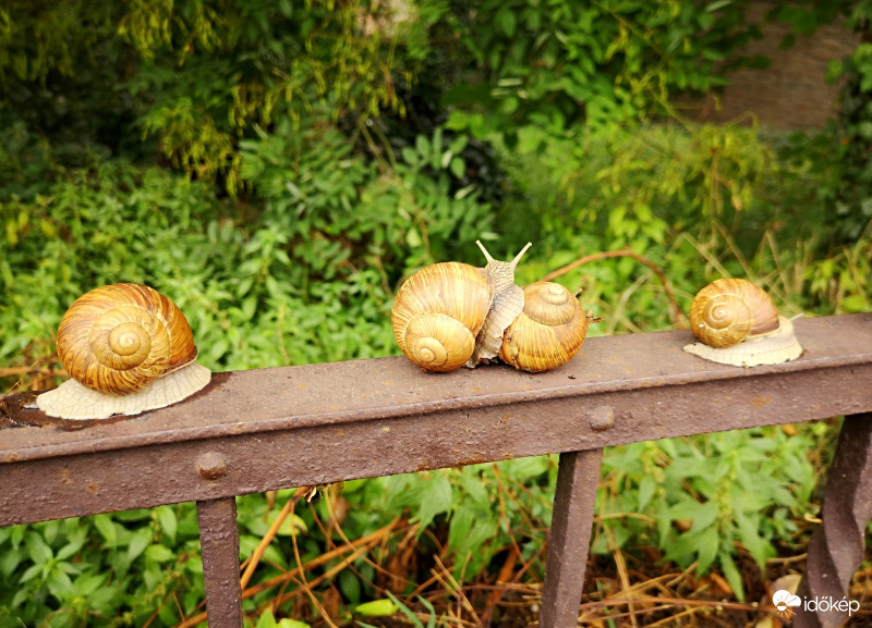 Csendélet csigáéknál