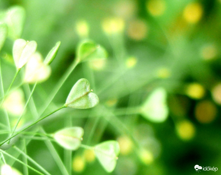 Pásztortáska (szív)esen