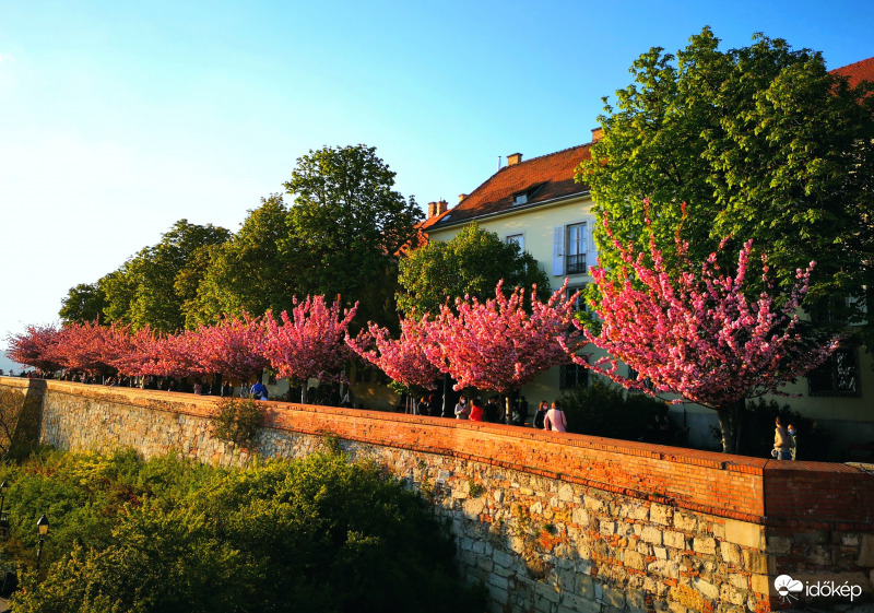 Japán díszcseresznye sorfal