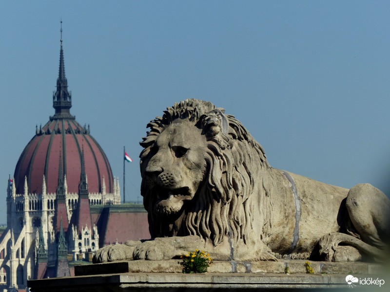 Virágok őrzője...
