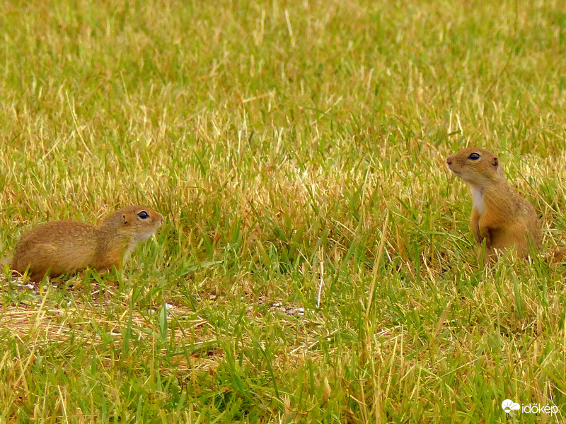 Gyere velem játszani!