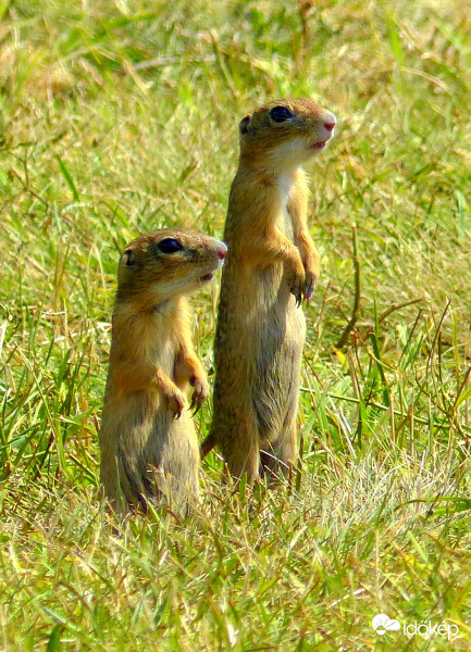 Látod fiam! Itt a tavasz!