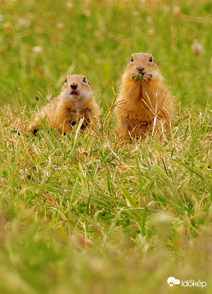 Nem kell félni, csak én vagyok...