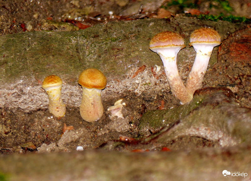 Ikrek és a kistesók :-)