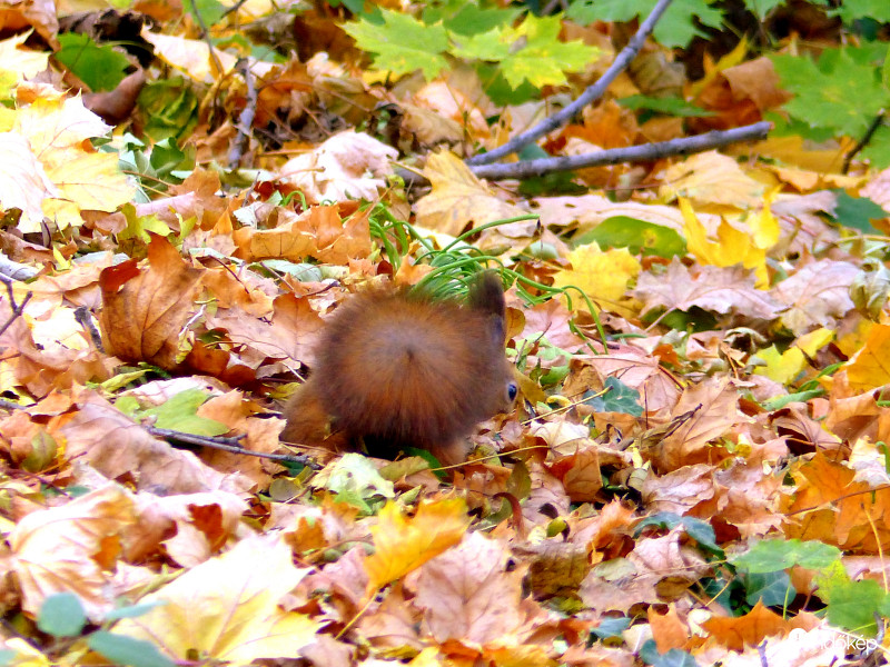 Hm, hátatfordított...