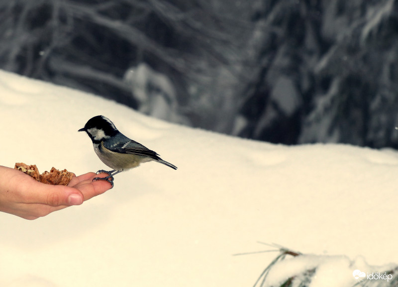 Ahol tényleg a tenyerünkből esznek a madarak...