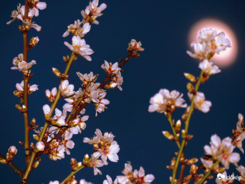A Hold fényében...