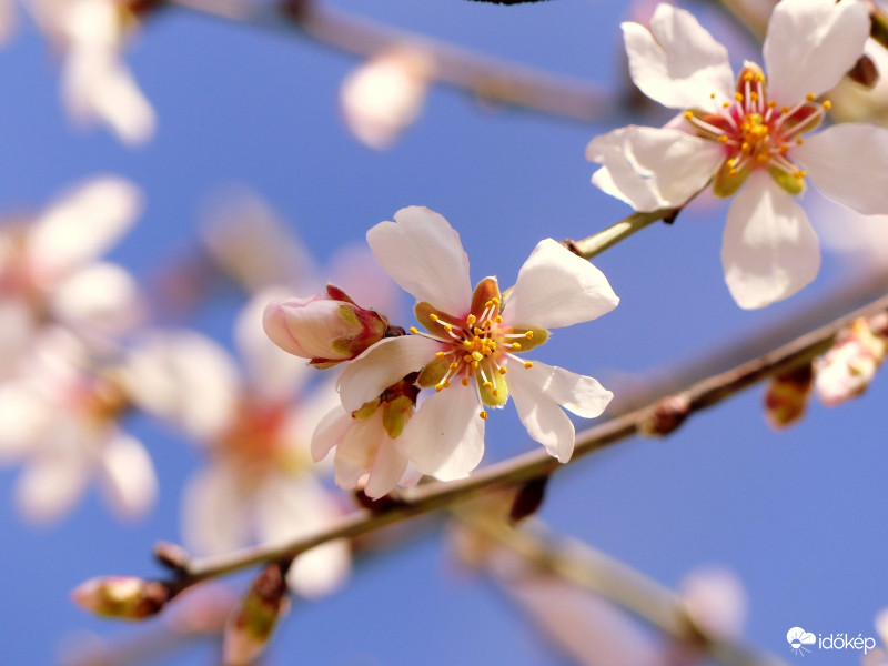 Csodás mandulavirág