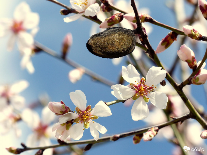2 az 1-ben, avagy mandula és virága...