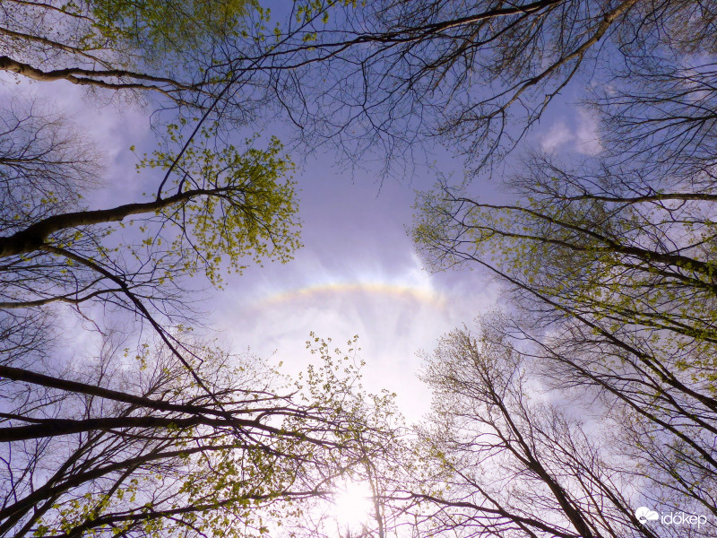 Az erdő mélyéből...