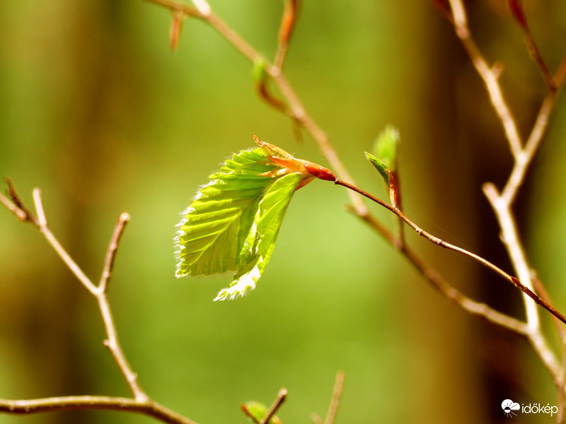 És egyre több zöld...