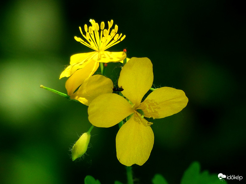 Vérehulló fecskefű