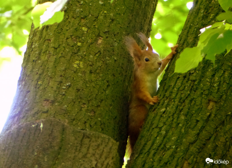 Nyugi! Mindjárt kész a fotó, mehetsz a dolgodra...