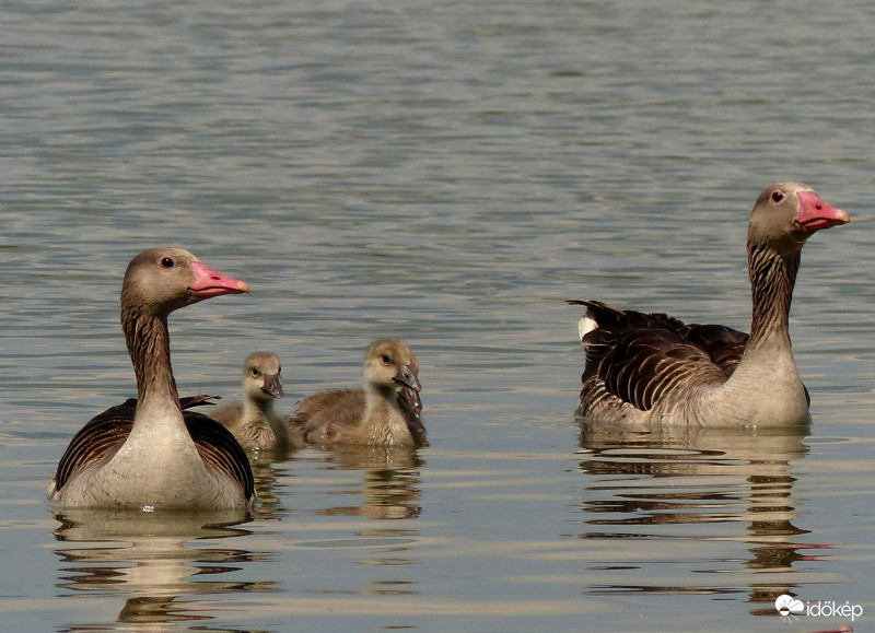 Nyári lúdak kis csapata