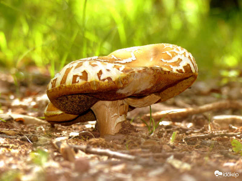 Alaposan kalapos :-)